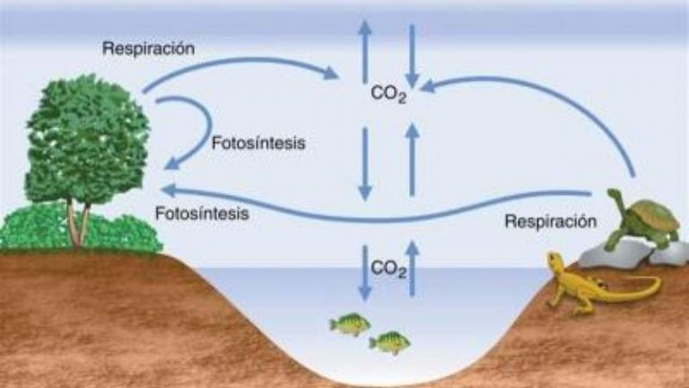 Importancia De Los Ciclos Biogeoqu Micos Aprendercurso